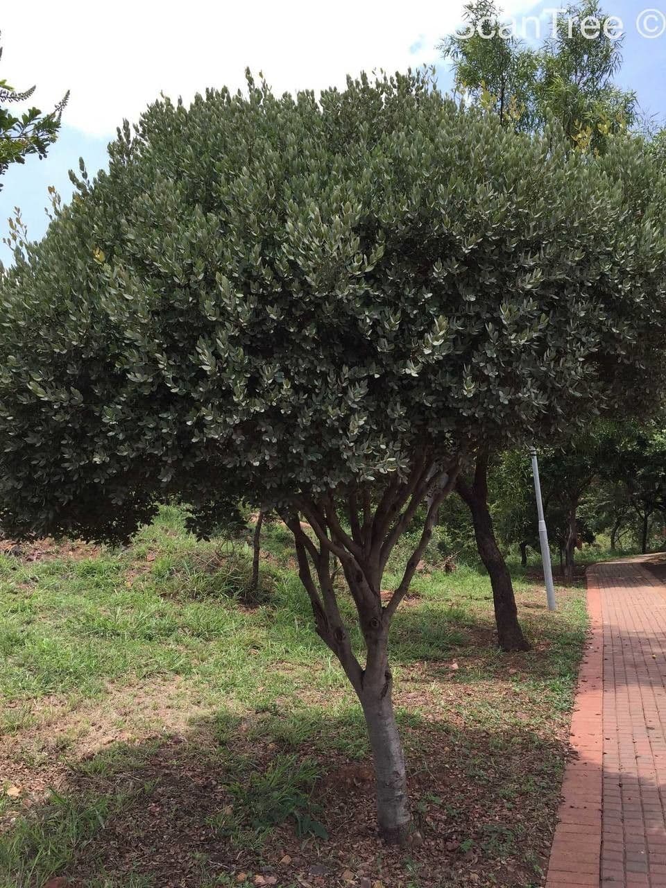 Euclea crépu 9