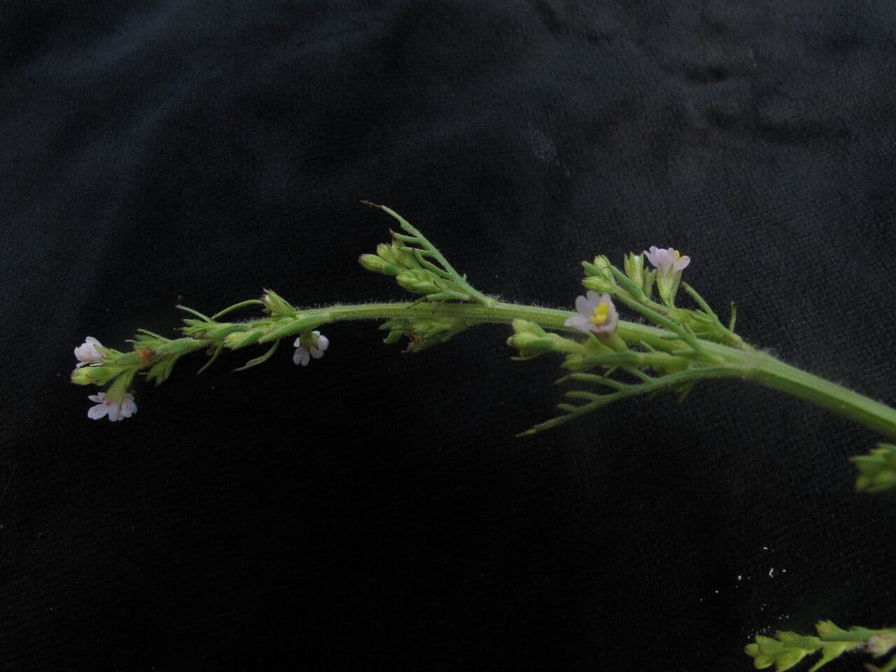 Leptorhabdos 3