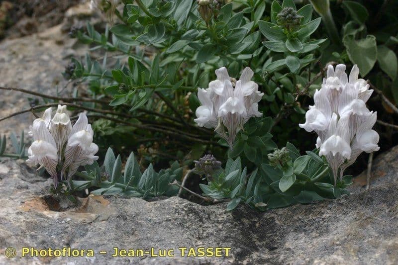 Linaria verticillata 11