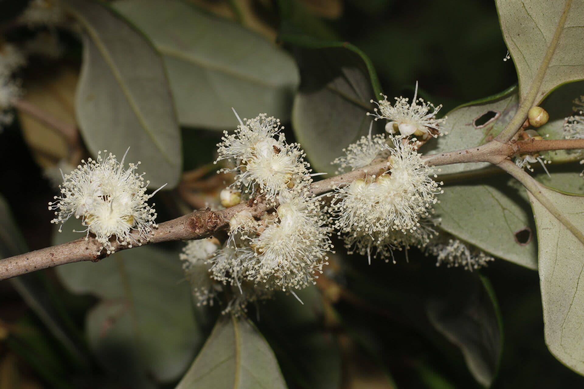 Eugenia 11