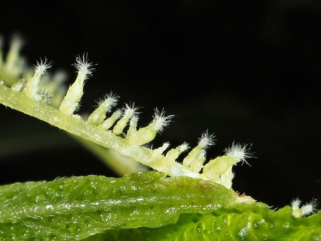 Myriocarpa 2