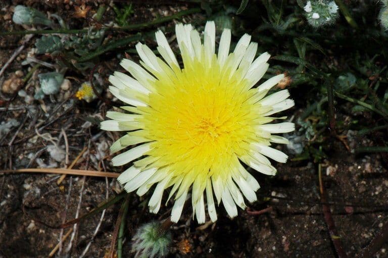 Malacothrix californiana 5