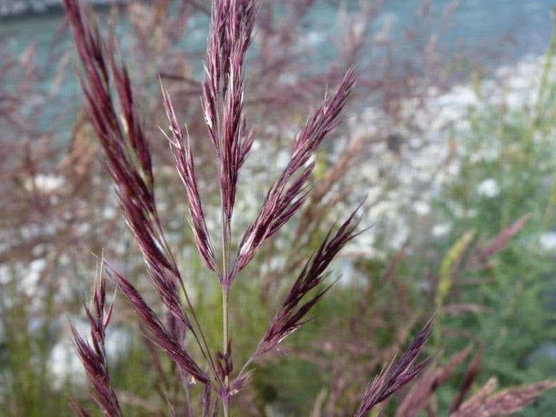 Fluss-Schilfgras 3