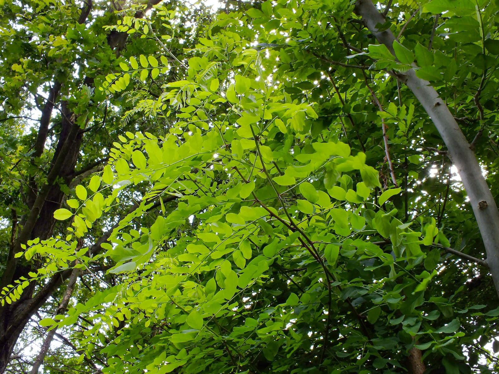 Robinia viscosa 17