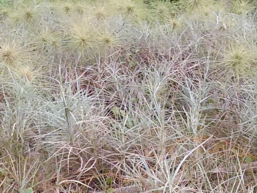Spinifex littoreus