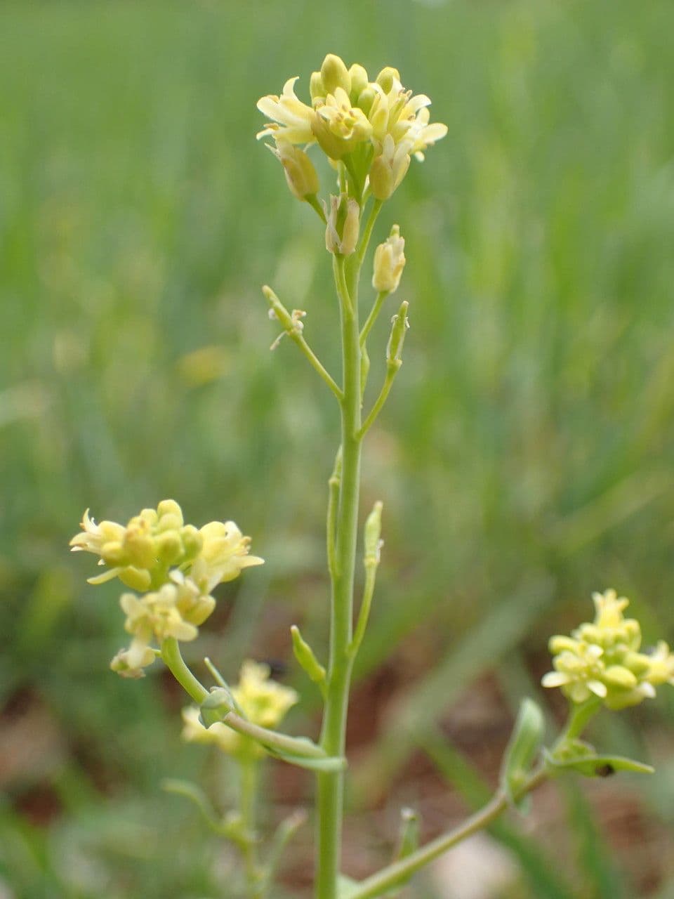 Myagrum perfoliatum 3