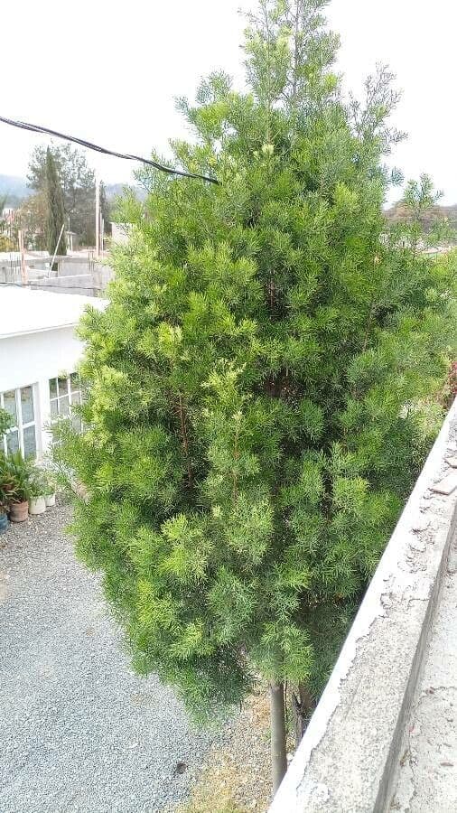 Afrocarpus 3