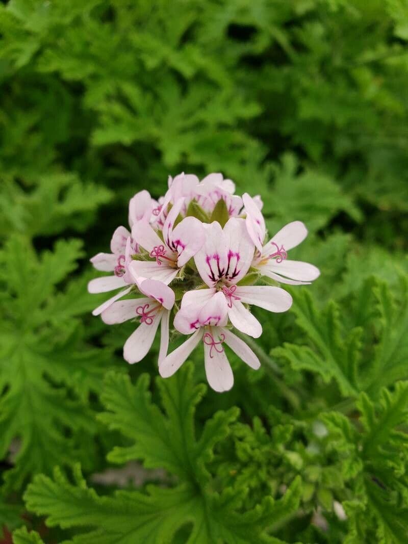 Citronella