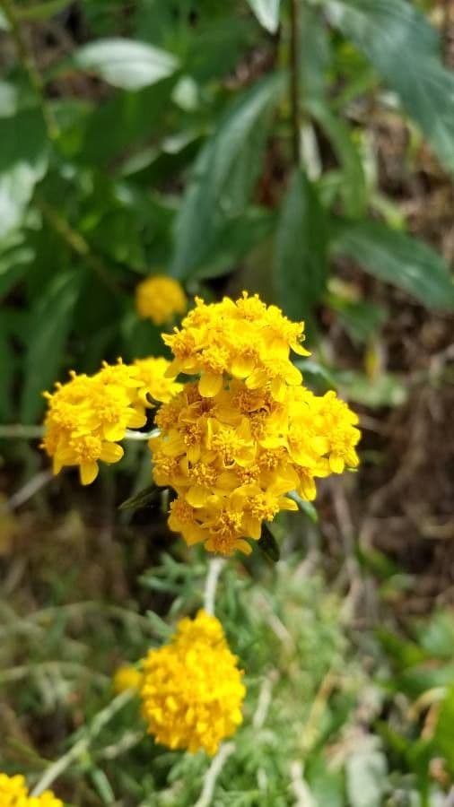 Eriophyllum 3
