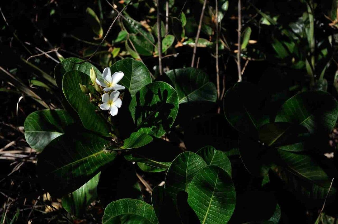 Himatanthus 3