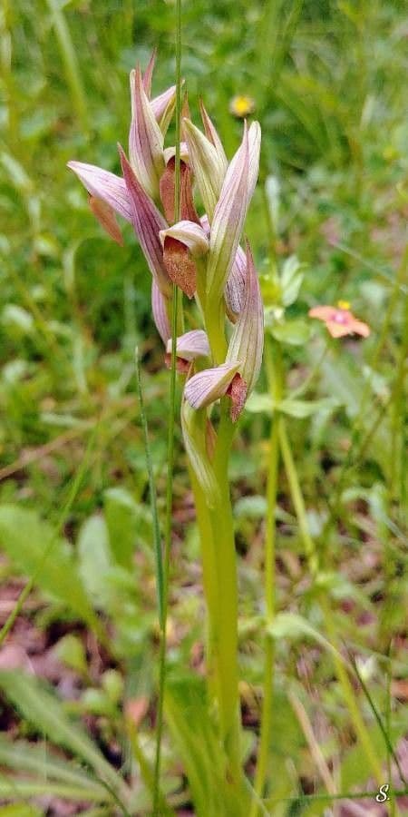 Serapias parviflora 10