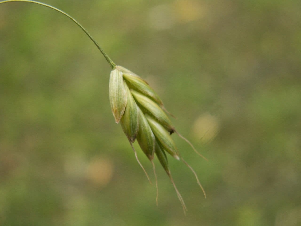 Bromo de centeno 8