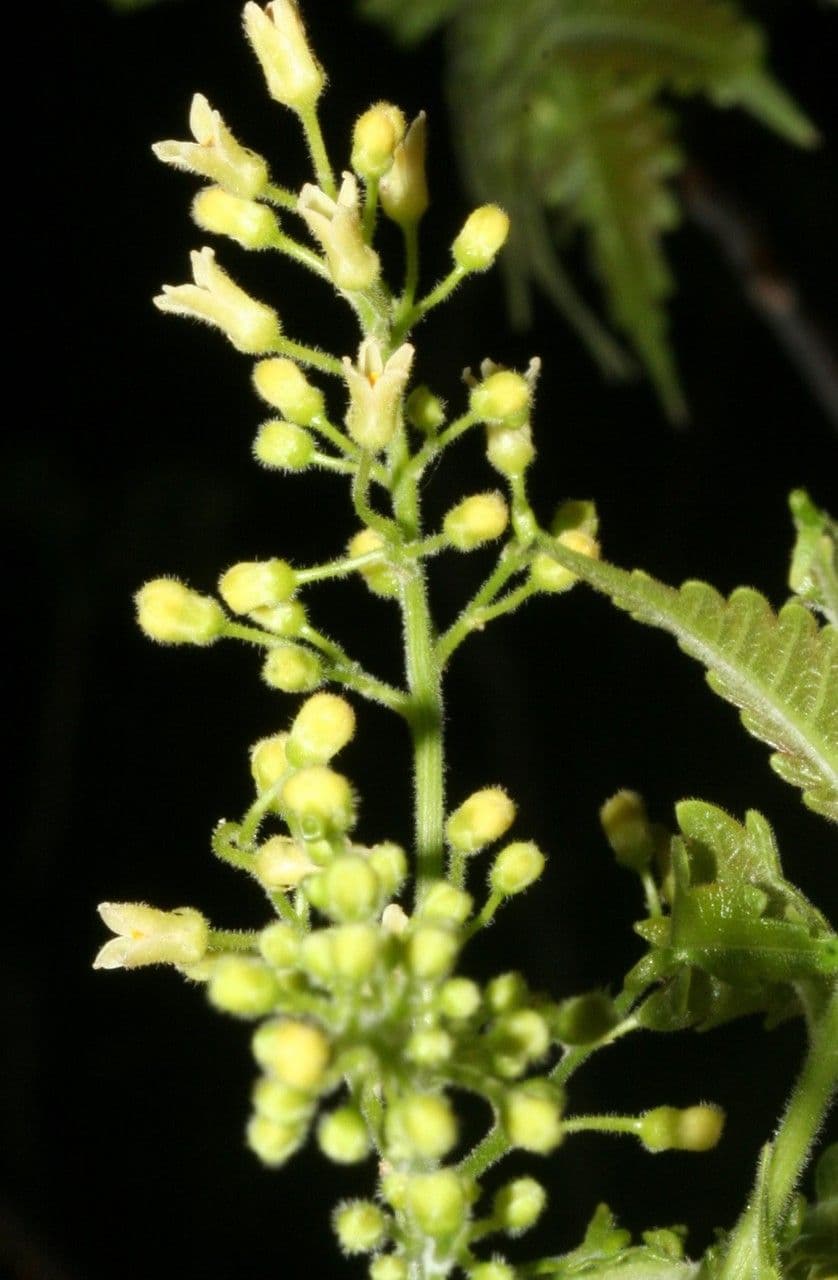 Bursera