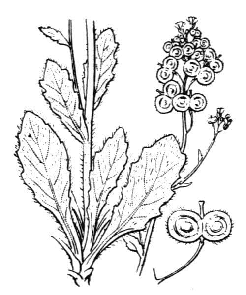 Biscutella 19