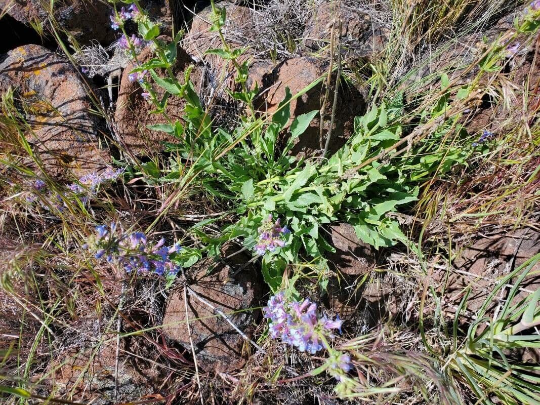 Penstemon 10