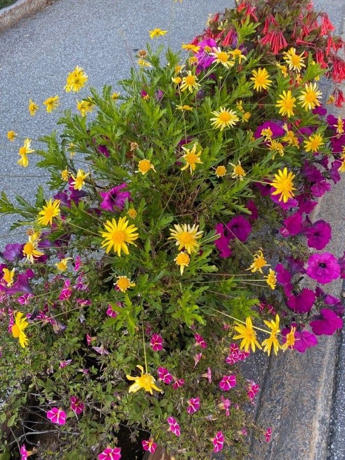 Gold-Euryops 10