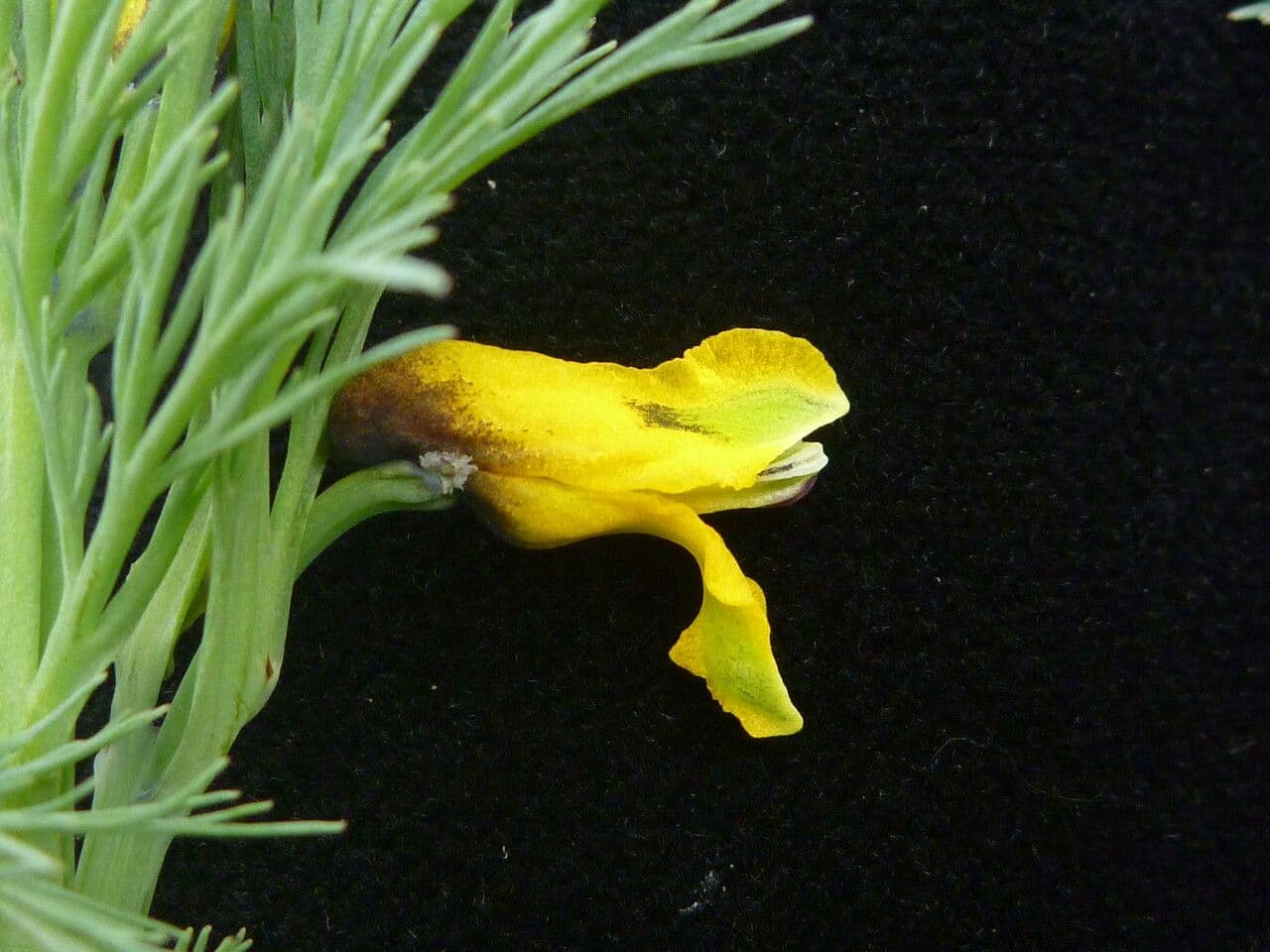 Makak 5