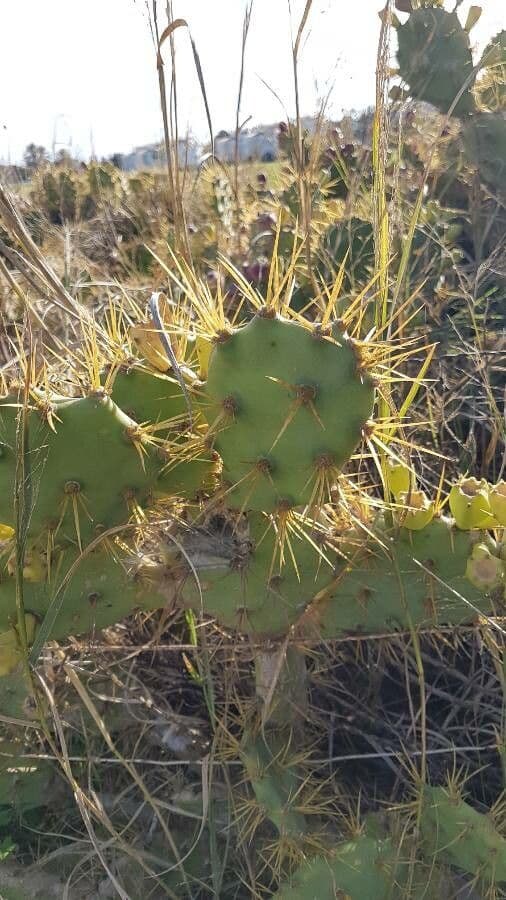 Erect prickly-pear 19