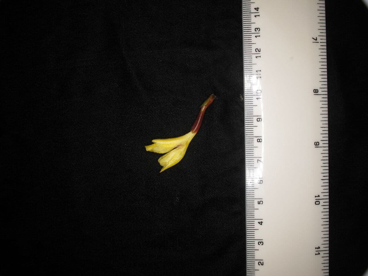 Cautleya 16