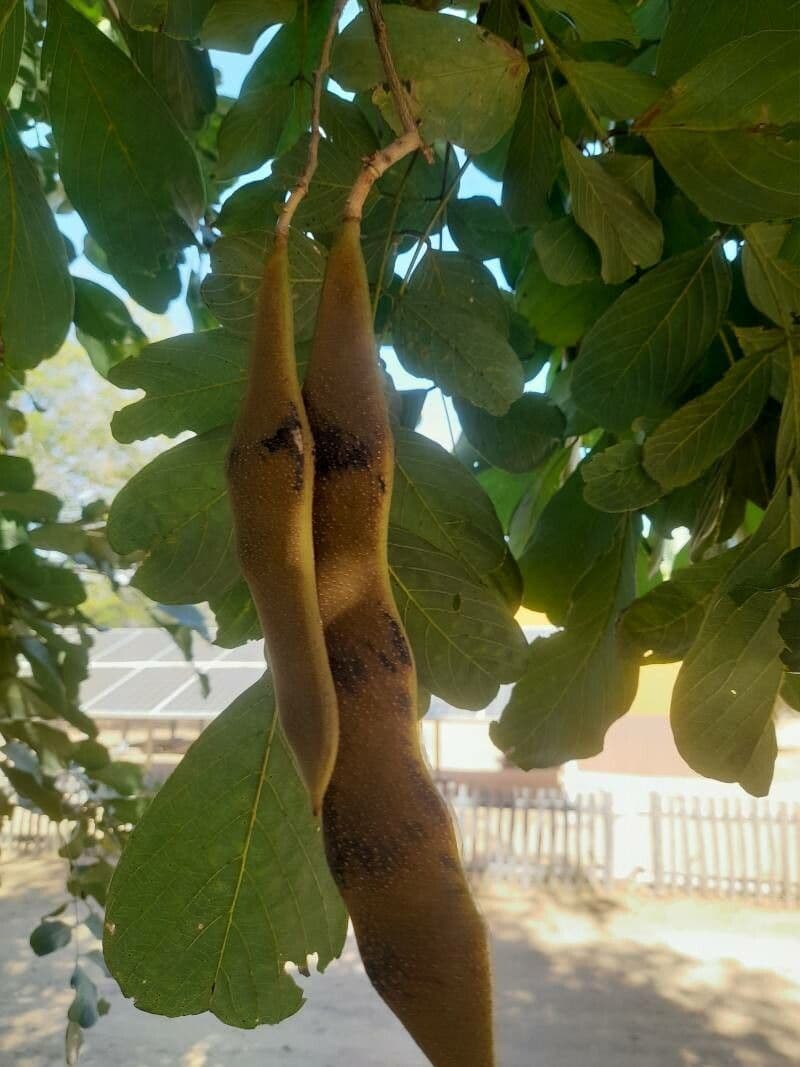 Millettia