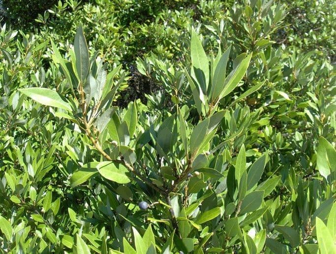 Persea 7