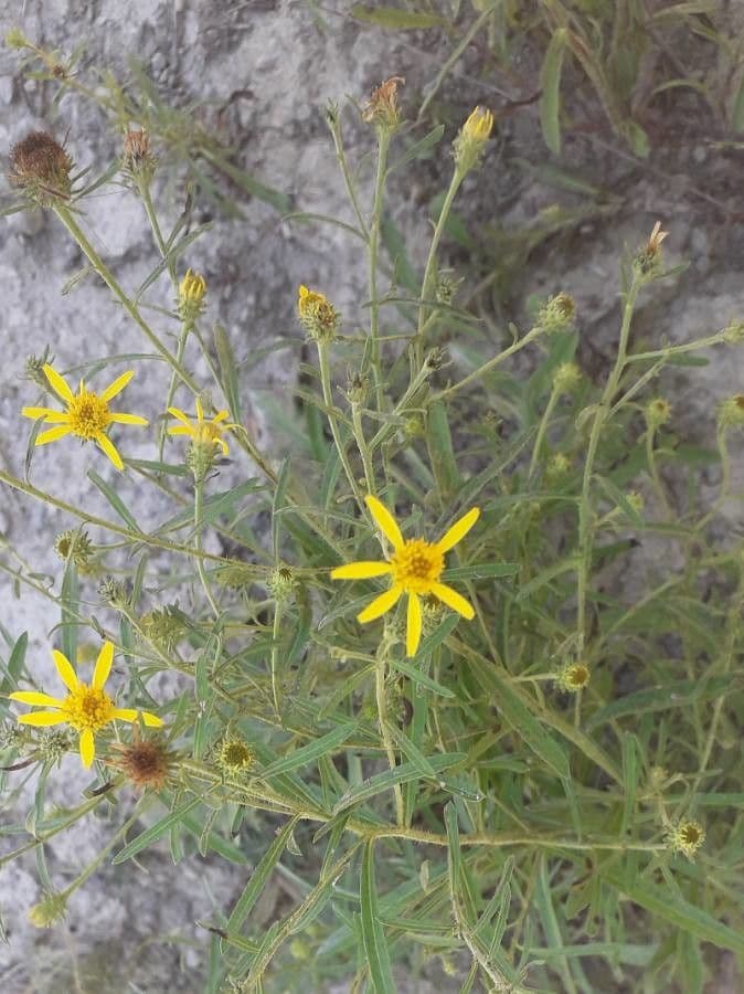 Jasonia 7
