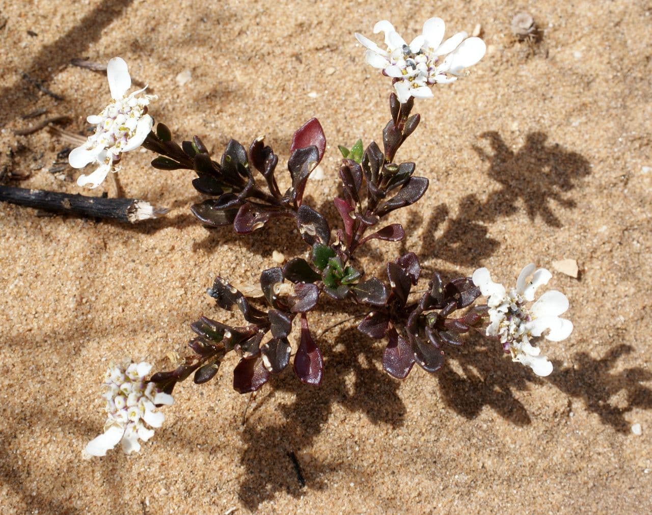 Iberis procumbens 9