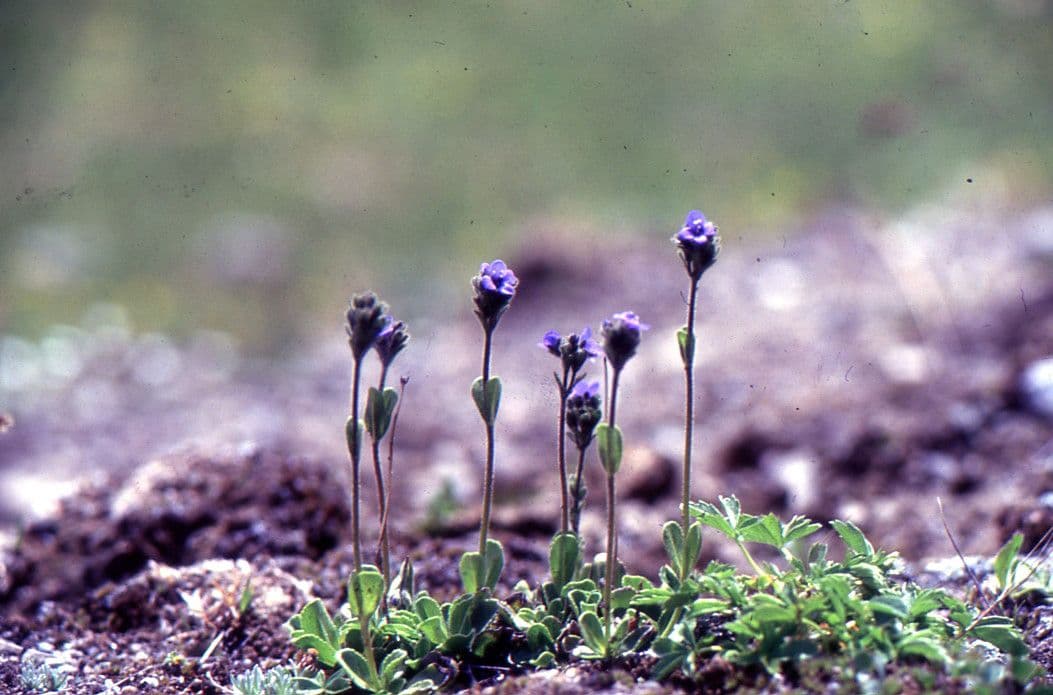 Veronica bellidioides 9