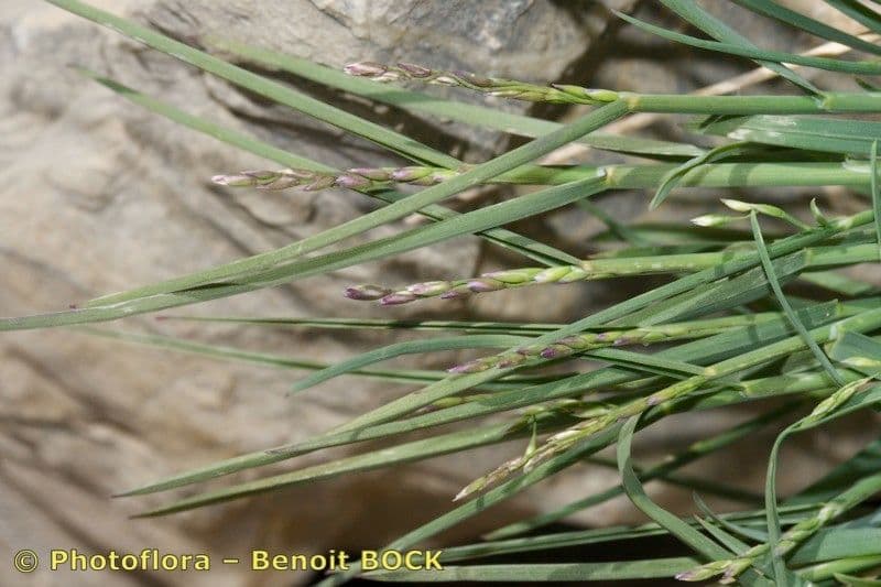 Blaugrüne Grannen-Rispengras 21