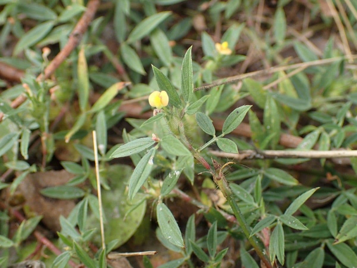 Strauchige Bleistiftblume 6