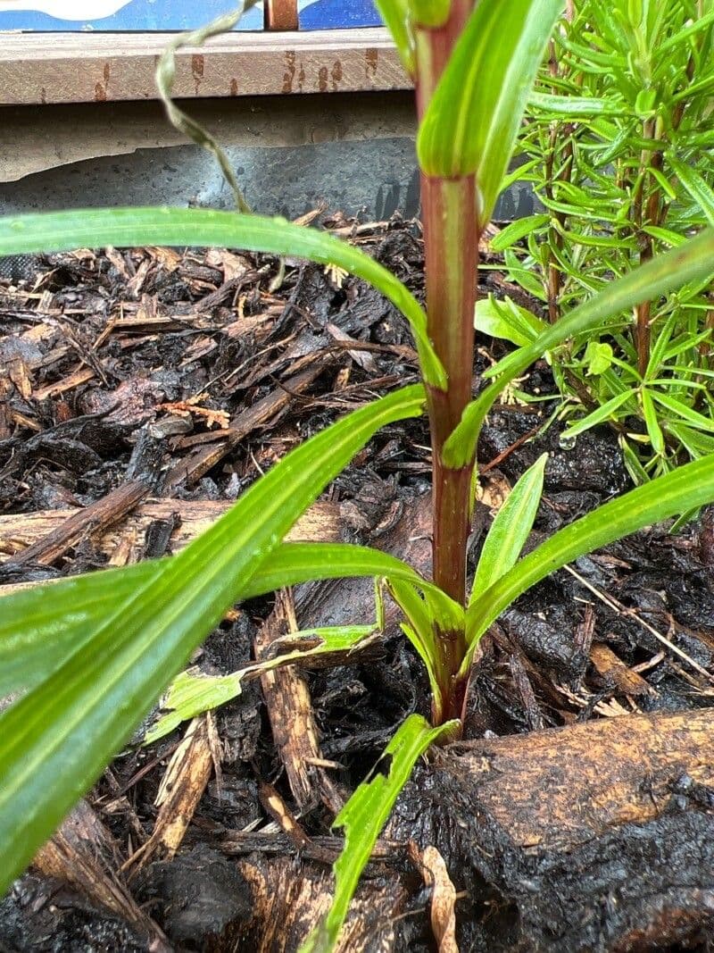 Liatris espigada 23