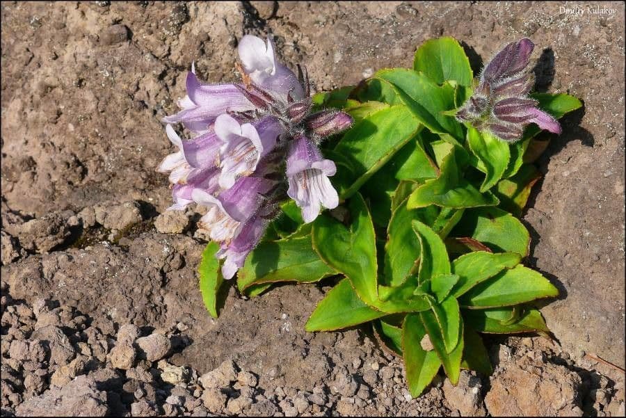 Pennellianthus