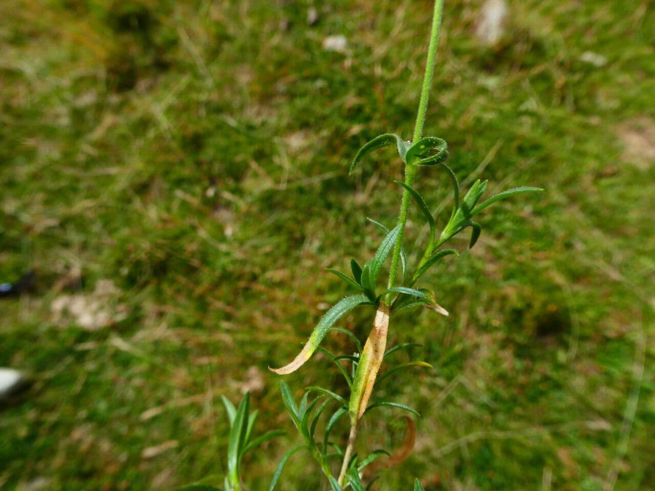 Echte Sternmiere 22
