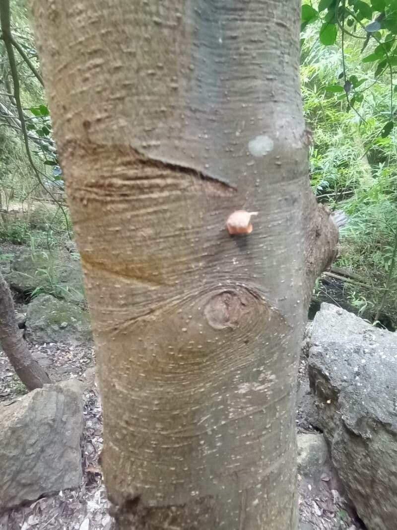 Picconia excelsa 13