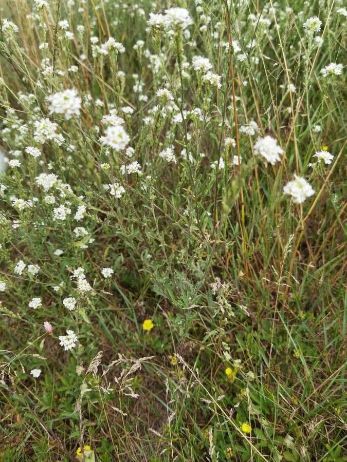 Draba incana 5