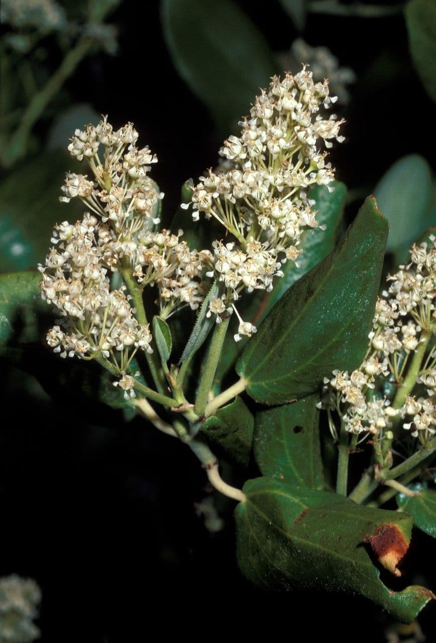 Ceanothus celokrajný 3