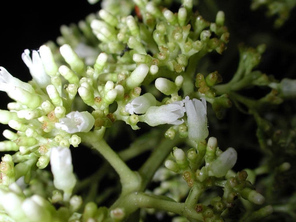 Palicourea 8