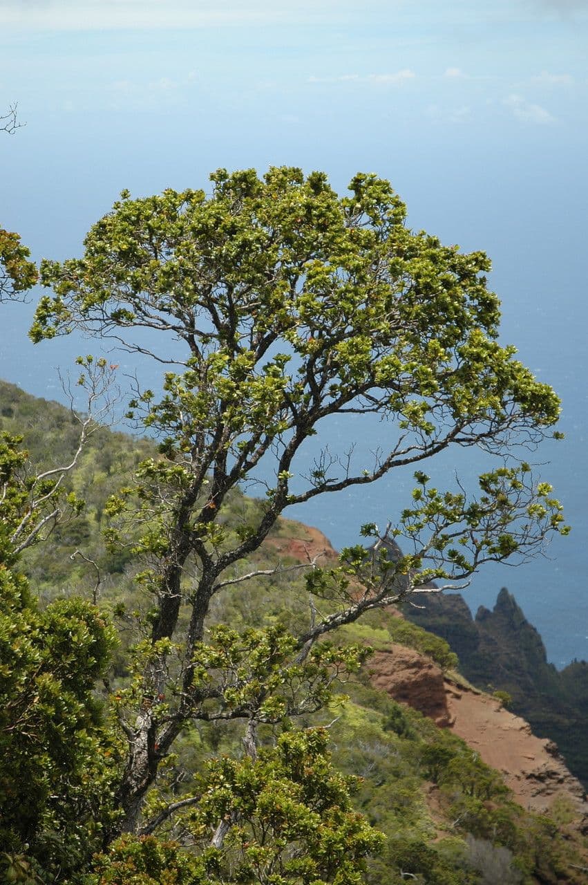 Metrosideros polymorpha 7