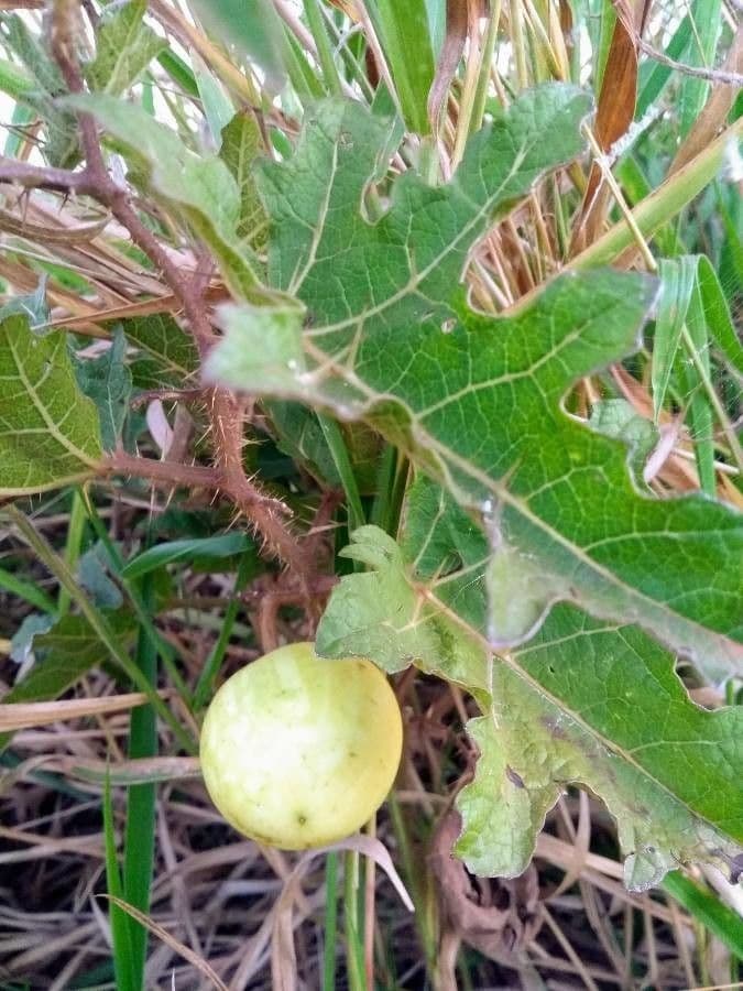 Psian palinacanthum 2