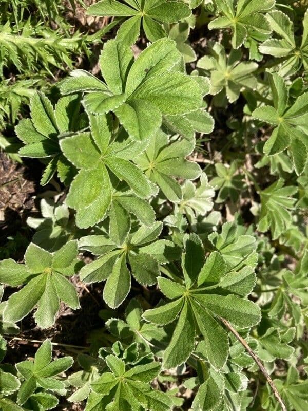 Potentilla valderiana 17