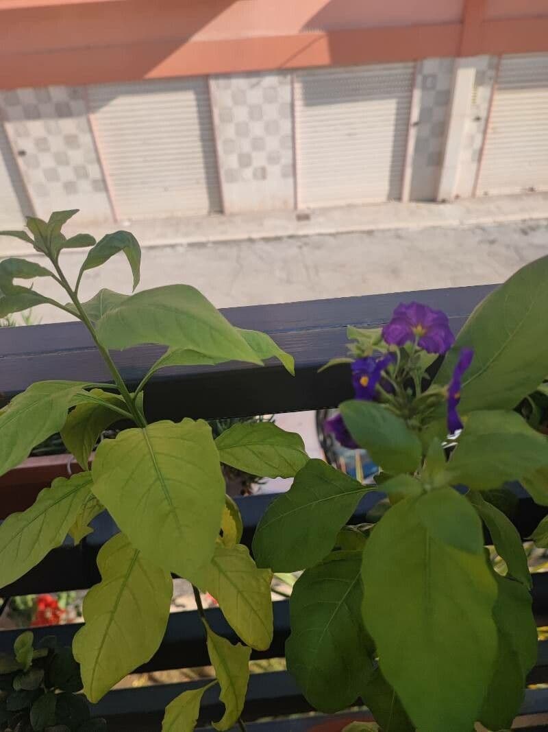 Lycianthes 25