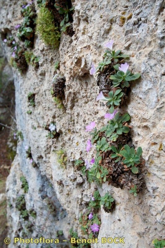 Primula 7