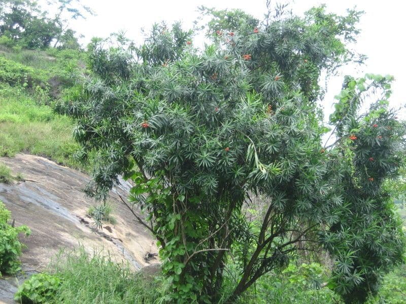 Dracena 11