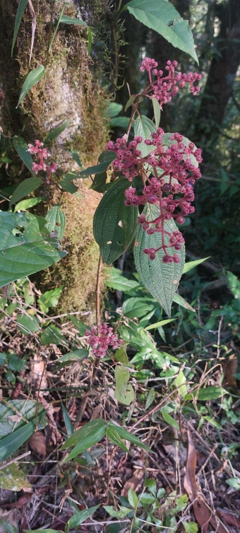 Conostegia 12
