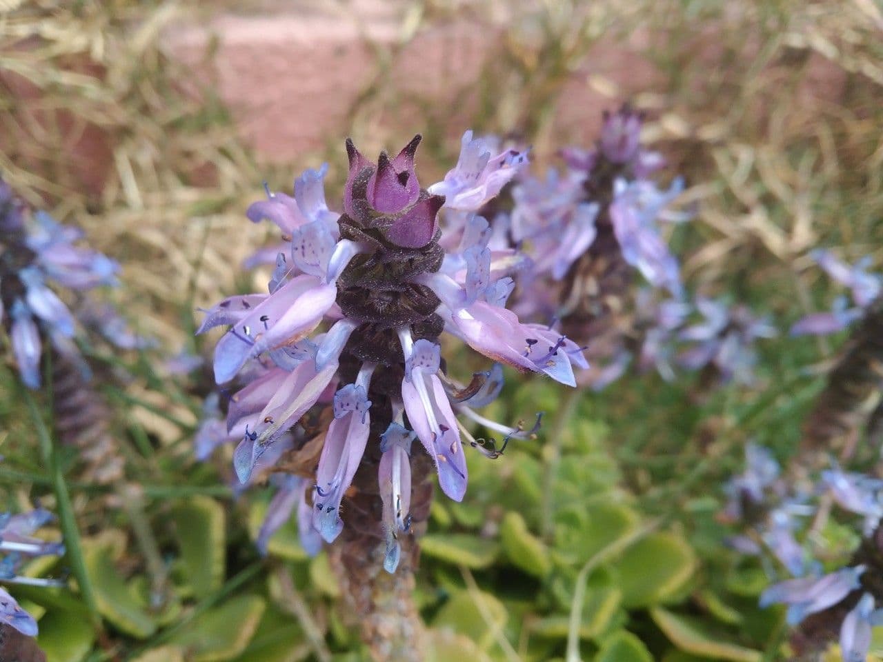 Hundsrose 6
