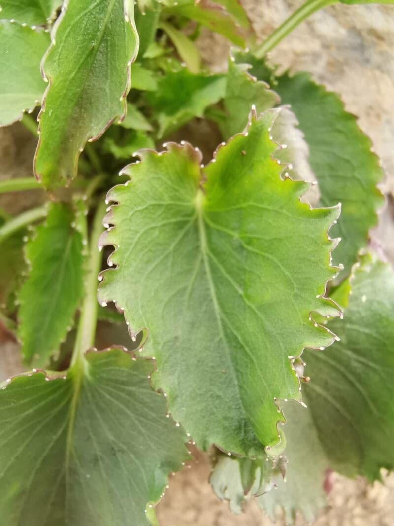 Campanula 15