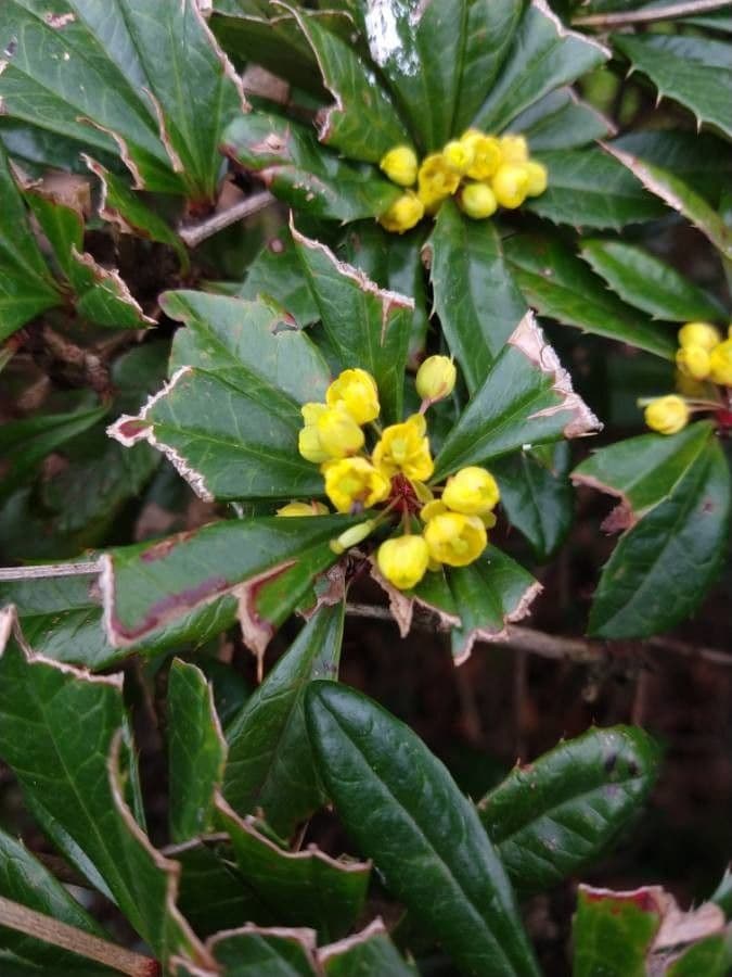 Berberys Gagnepaina 10