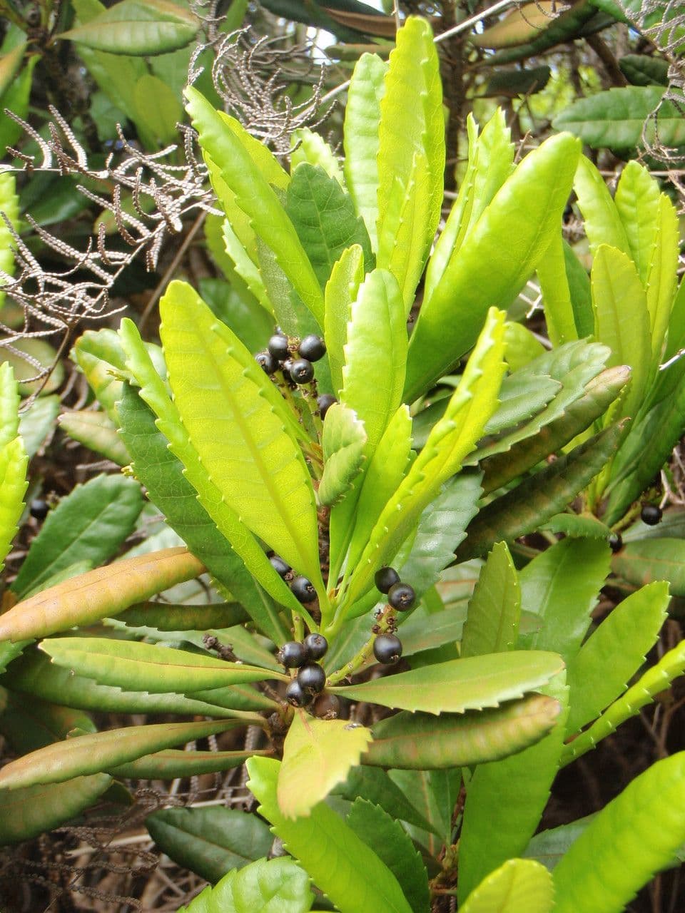 Canacomyrica 8