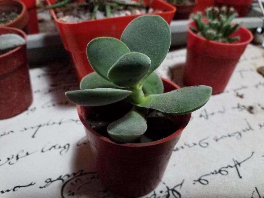 Crassula 5