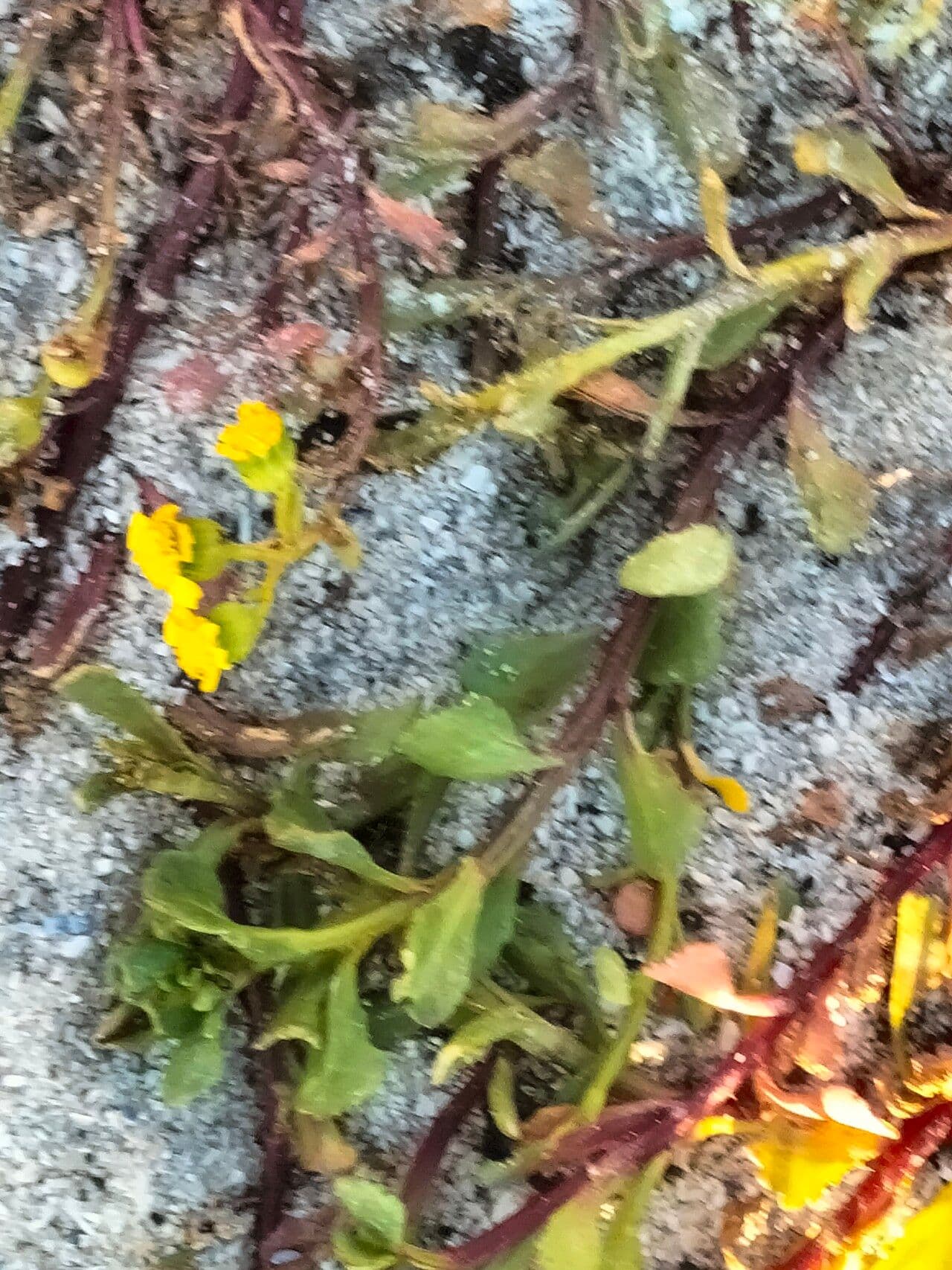 Senecione marittimo 2